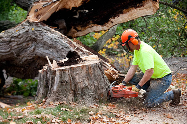 Trusted Norwood, NC Tree Services Experts